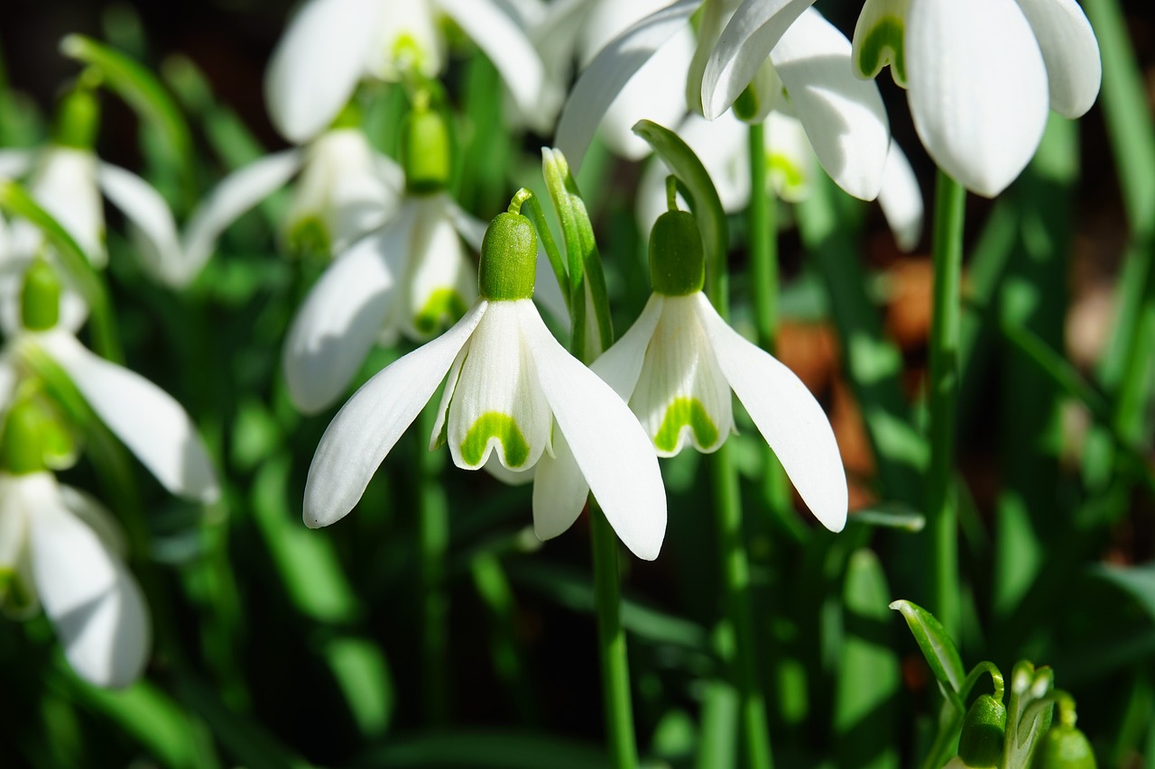 Perce-neige(Galanthus nivalis) 