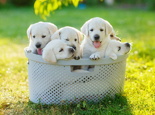 basket of puppies