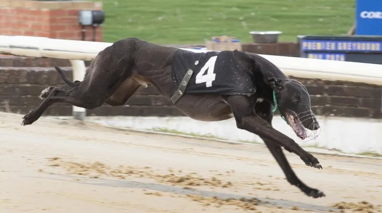 A1 class race at Oxford Stadium. Source: greyhoundstar.co.uk