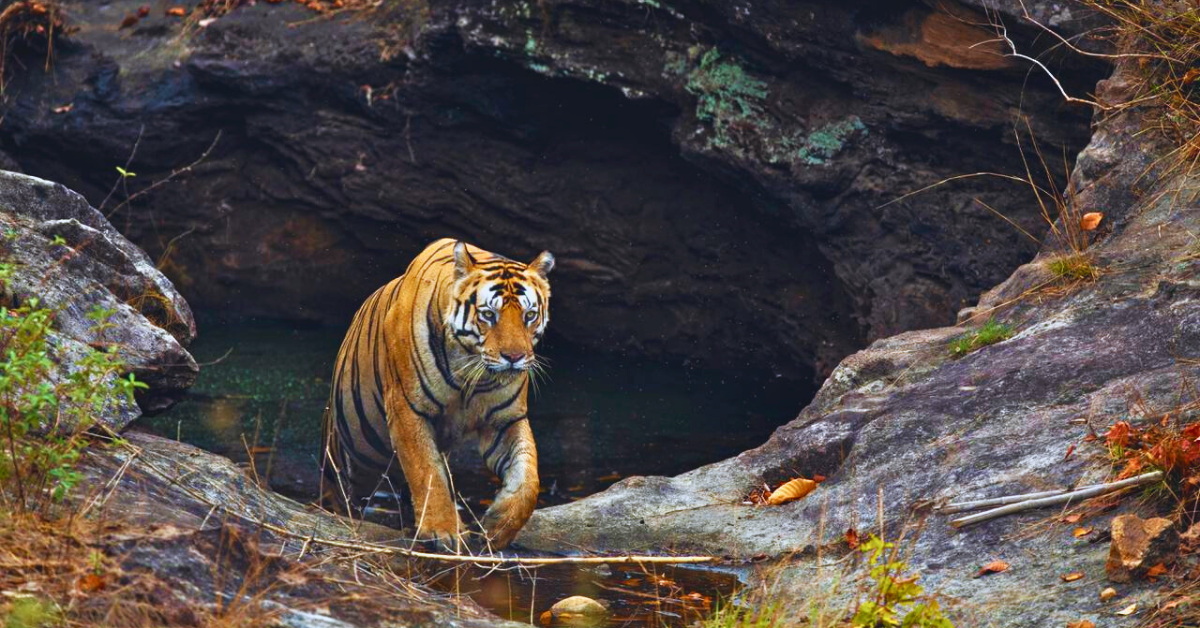 Tiger Reserve Jim Corbett National Park