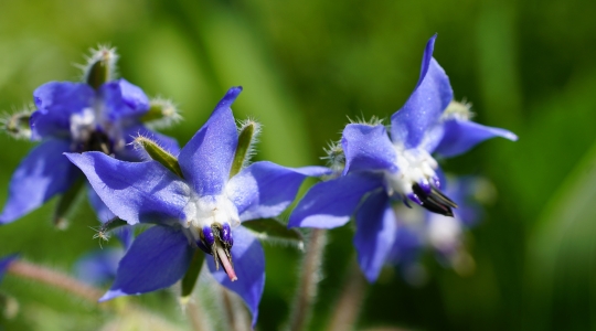 Vibrant blue borage flowers