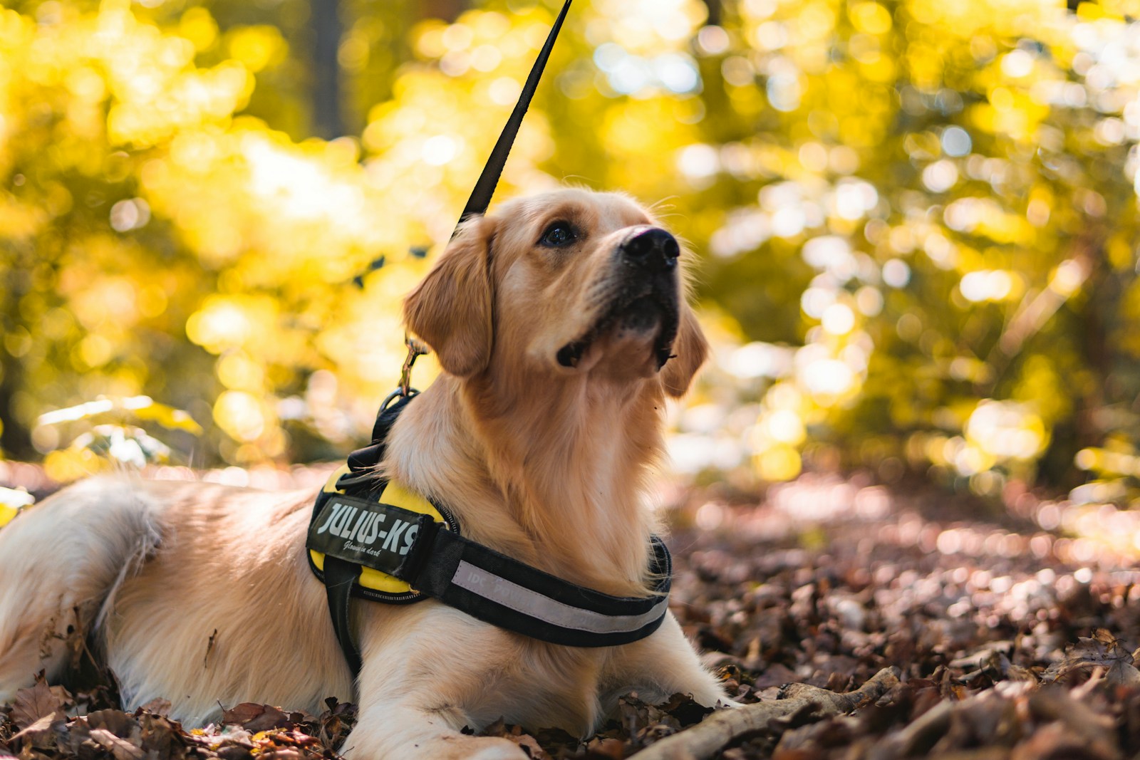 golden retriever con arnes amarillo y negro