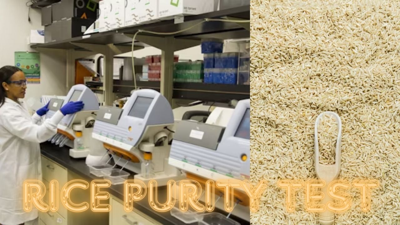Rice Purity Test