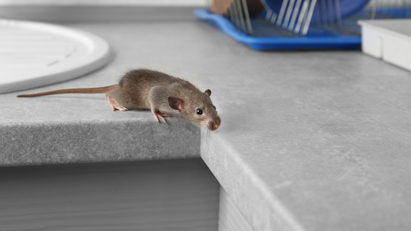 Lý do khiến bẫy chuột không hiệu quả: