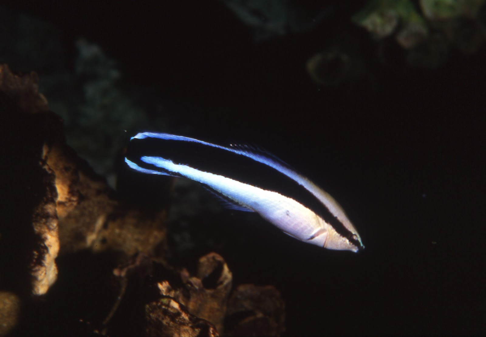 生活-保育活動-海洋公園-生命教育