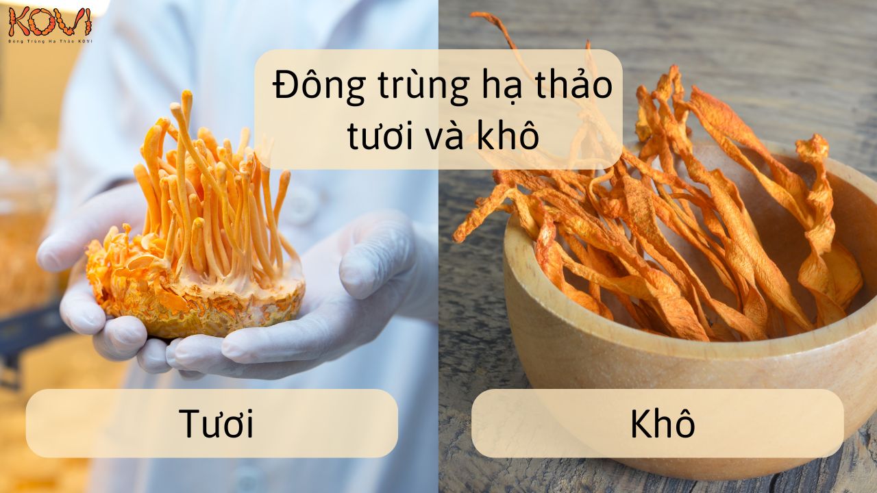 Đông trùng hạ thảo tươi và khô