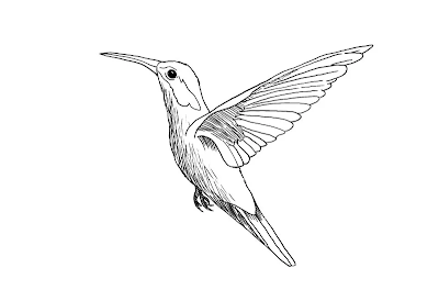 HOW TO DRAW A HUMMINGBIRD STEP-BY-STEP GUIDE