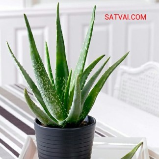 Best Indoor Plants Price in Bangladesh: Affordable Choices