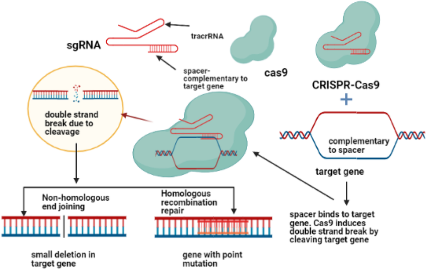 Gene editing: Casgevy & Lyf Genia | UPSC