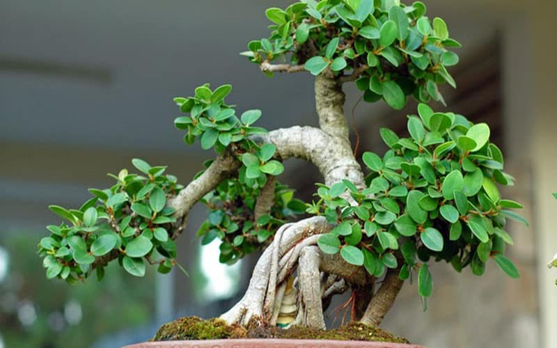 Các Loại Cây Bonsai