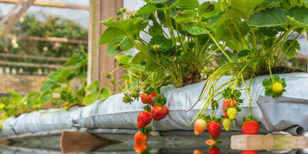 Hydroponic Growing of Strawberries