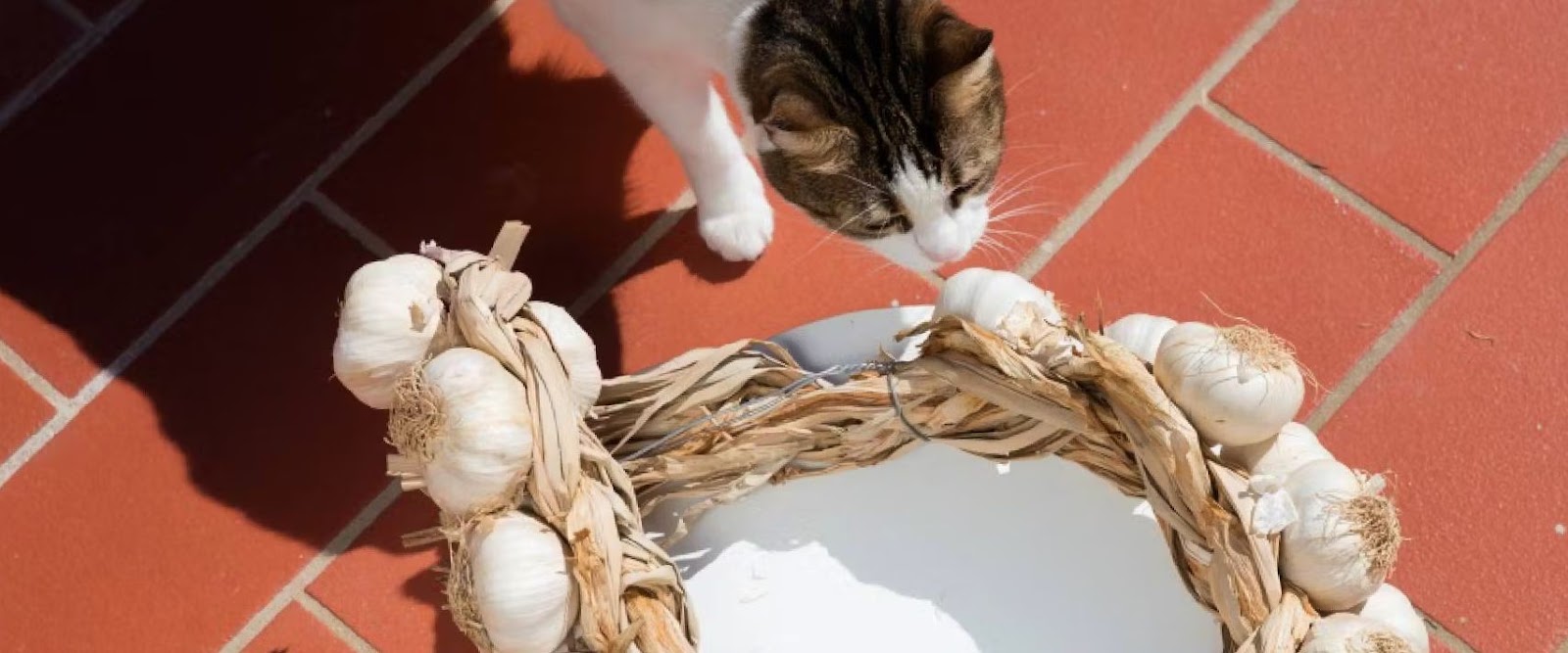 Cat smelling garlic