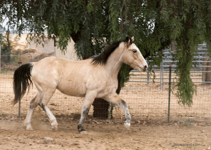 Gaitde breeds