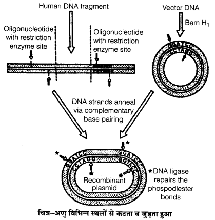 UP Board Solutions for Class 12 Biology Chapter 12 Biotechnology and its Applications Q.5