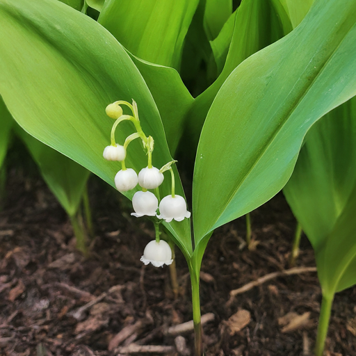 Lily of the valley