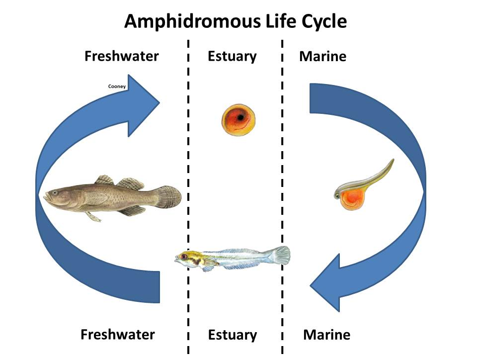 Amphidromous Fish