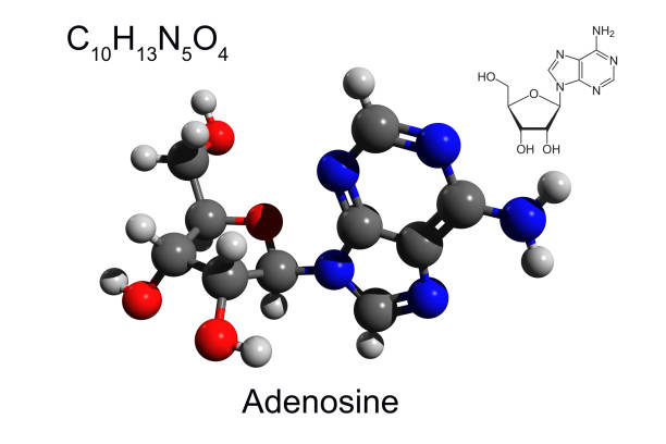 Nguồn gốc của Adenosine: 