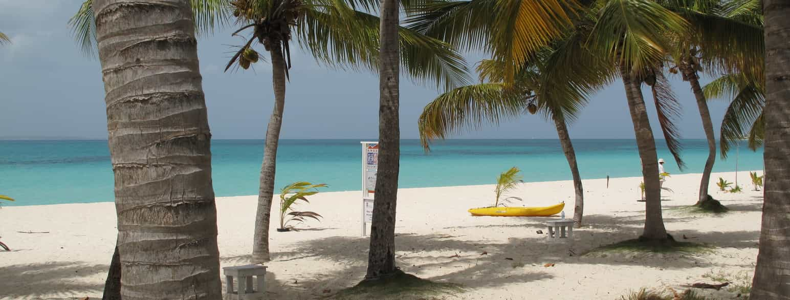 A windy day with palm tree swaying on the Anguilla beach.