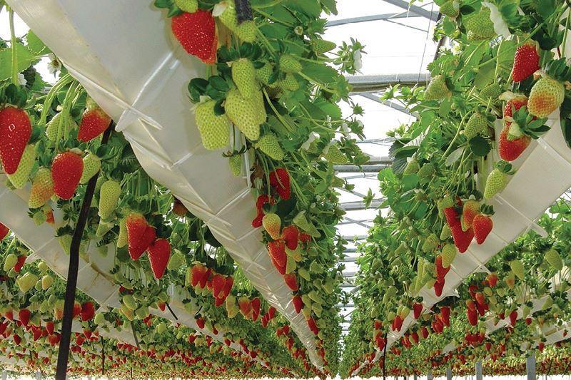Harvesting of Hydroponic Strawberries