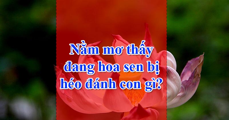 Nằm mơ thấy đang hoa sen bị héo nên đánh con gì