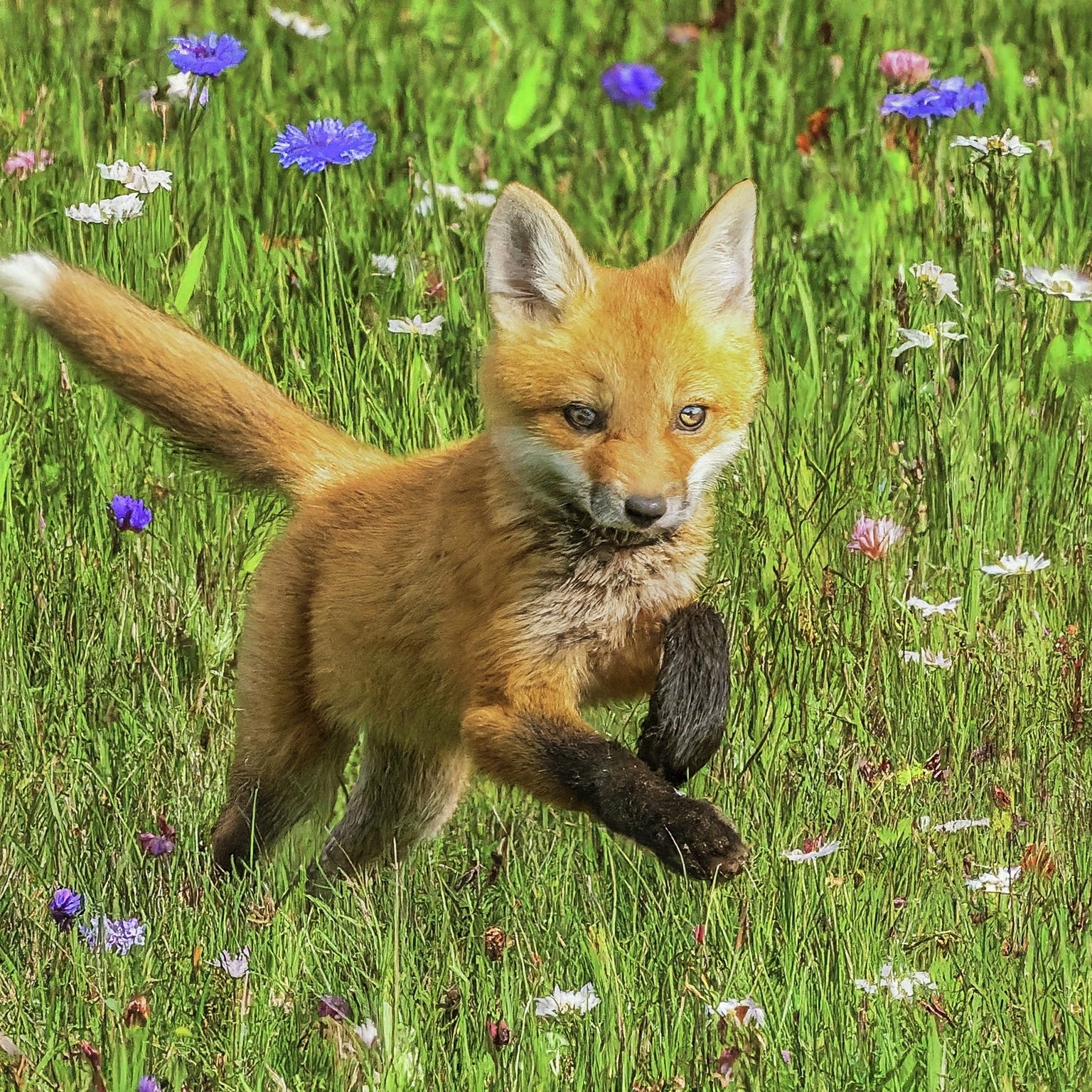 fox jumping in a field of flowers