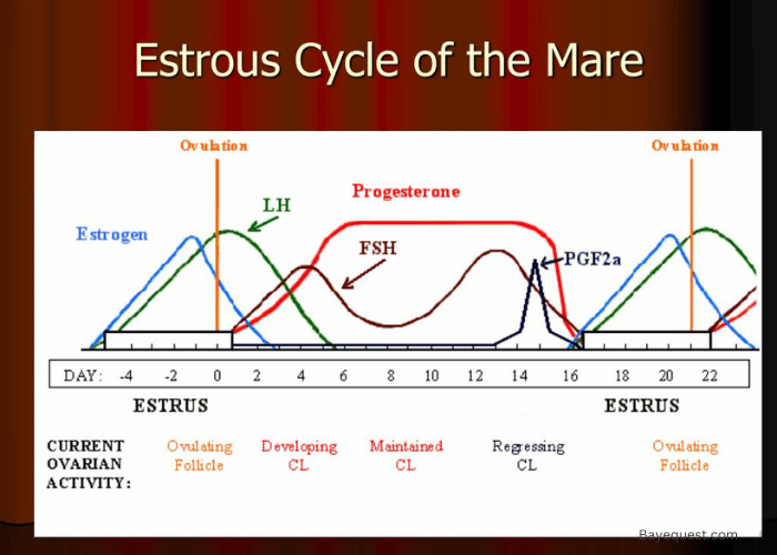 Mares Heat Cycle Chart