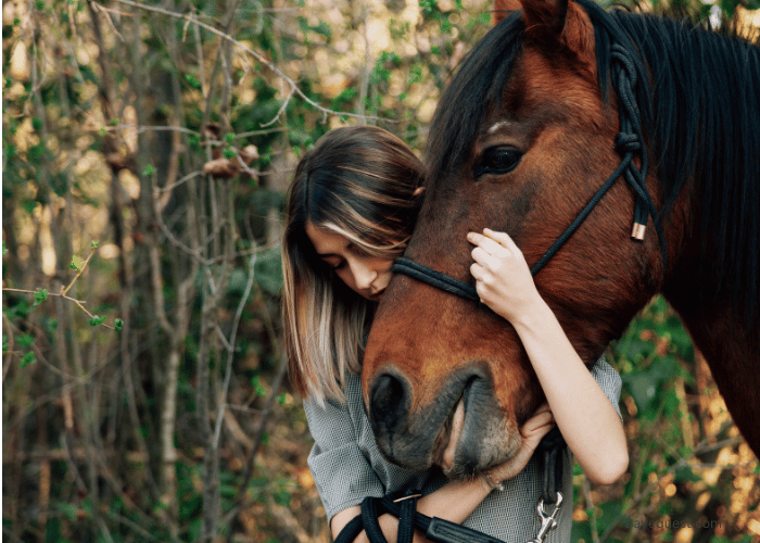 Do Horses Show Affection?