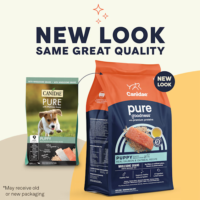 Best Dog Food For Border Collie Puppies