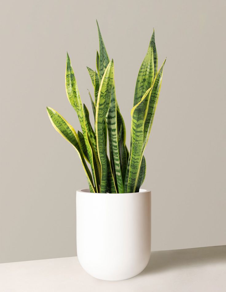 snake plant