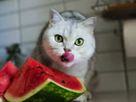 Cat licking Watermelon