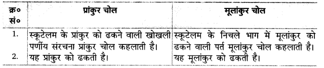 UP Board Solutions for Class 12 Biology Chapter 2 Sexual Reproduction in Flowering Plants Q.13.2