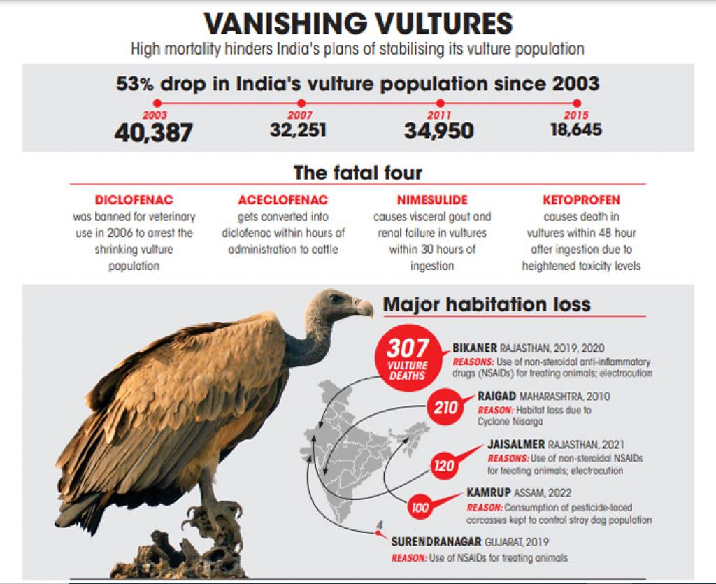 Vanishing Vultures