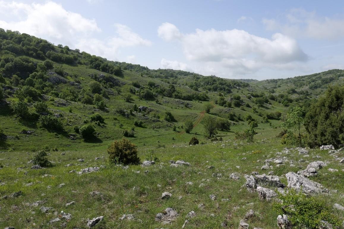 A green field with rocks and bushes

Description automatically generated