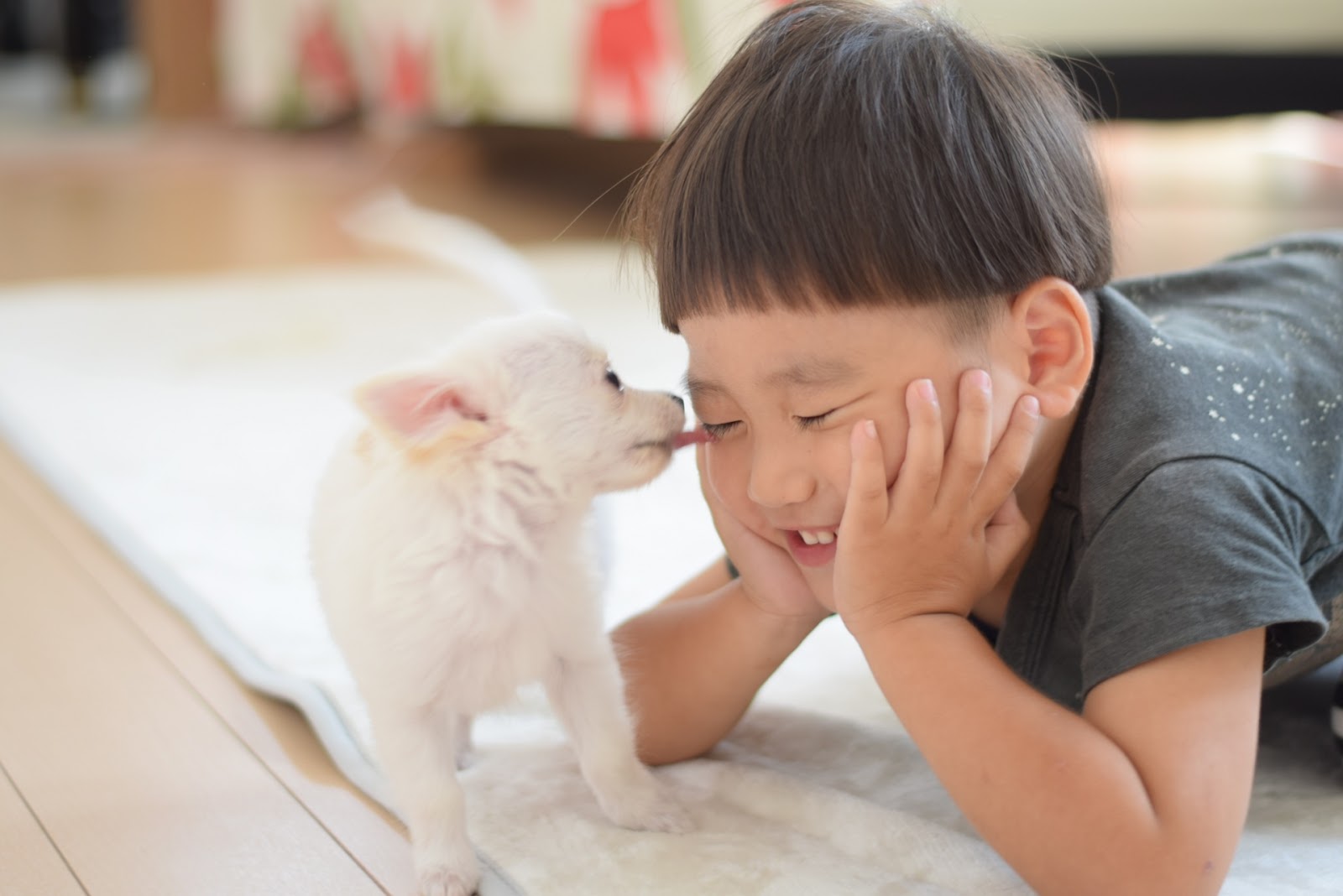 チワワに顔を舐められる子ども