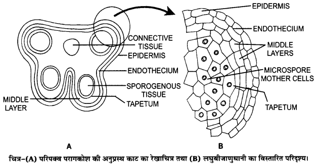 UP Board Solutions for Class 12 Biology Chapter 2 Sexual Reproduction in Flowering Plants Q.17