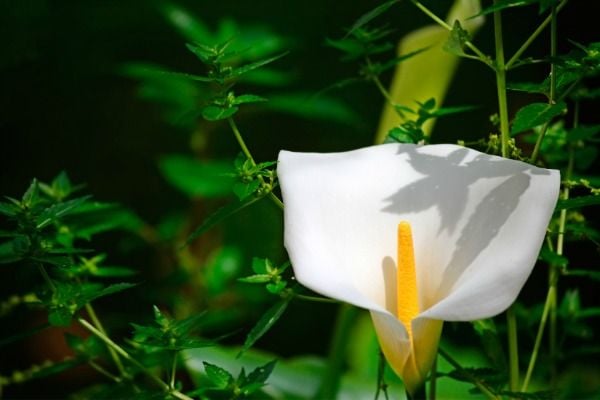 Plantas que crescem muito bem em quartos mais escuros, Spathiphyllum