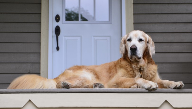 perro golden retriever vigilando la casa de su dueño