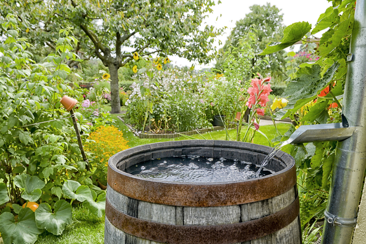 Rain barrel in a garden