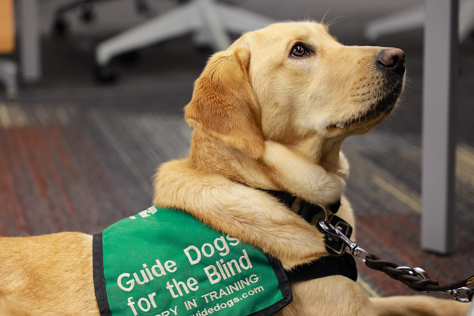 Photograph of a golden retriever service dog