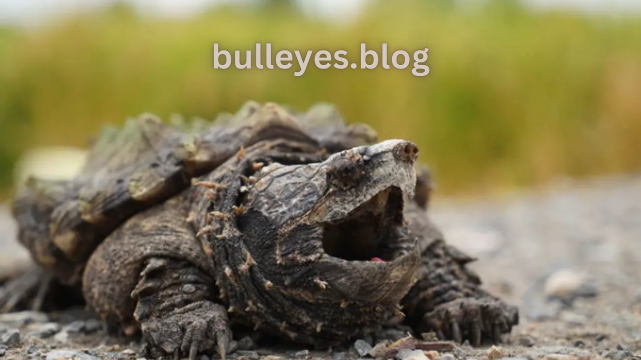 thanos alligator snapping turtle
