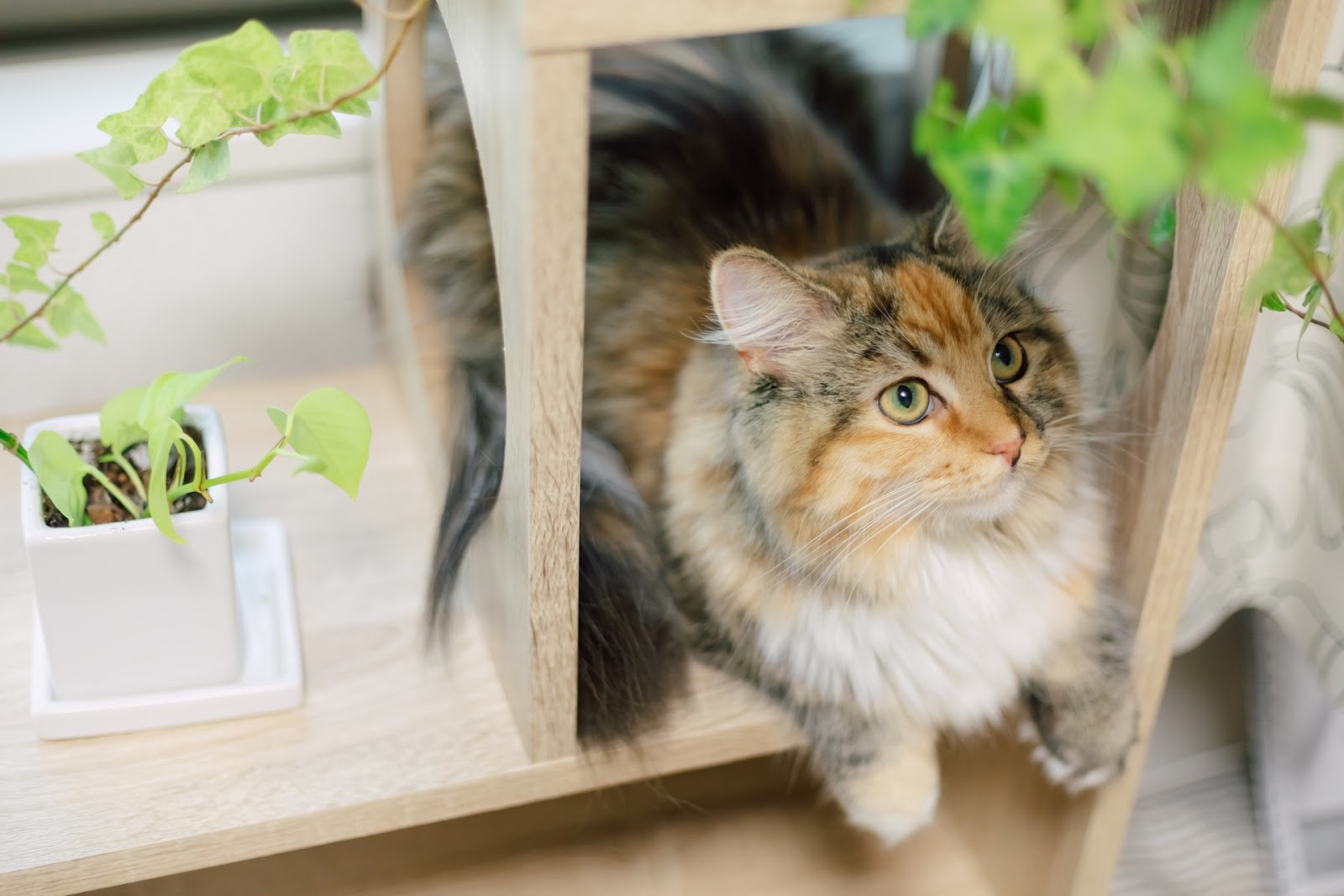 観葉植物を見つめる猫