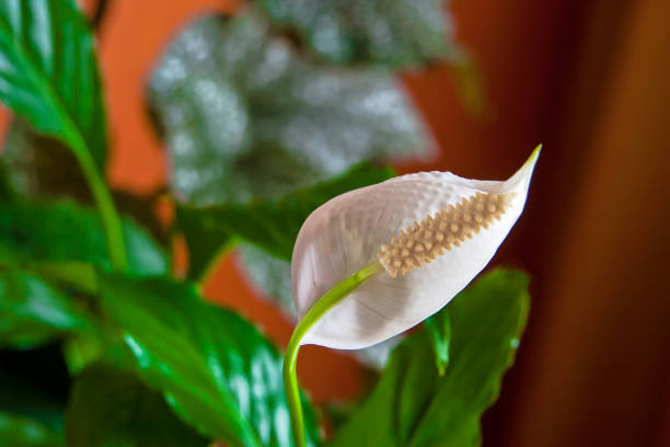 peace lily