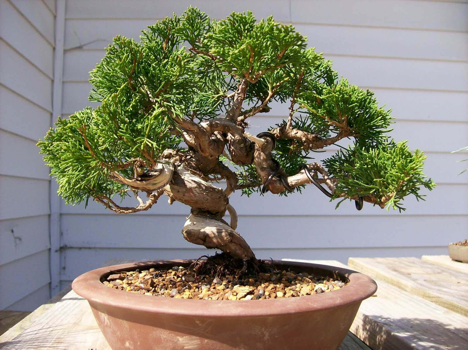 Các Loại Cây Bonsai