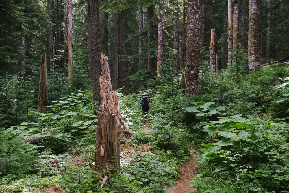 Huge Trees in a rainforest