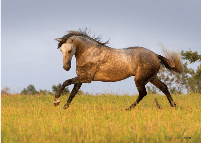 Andalusian