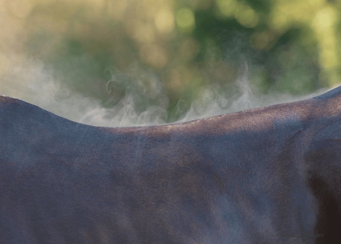 How Do Horses Sweat?