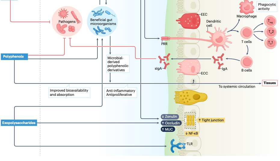 A diagram of a cell

Description automatically generated