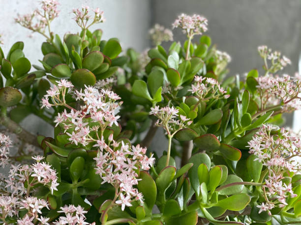 Jade Plant