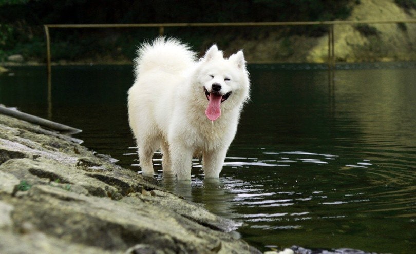 samoyedo blanco en riverside