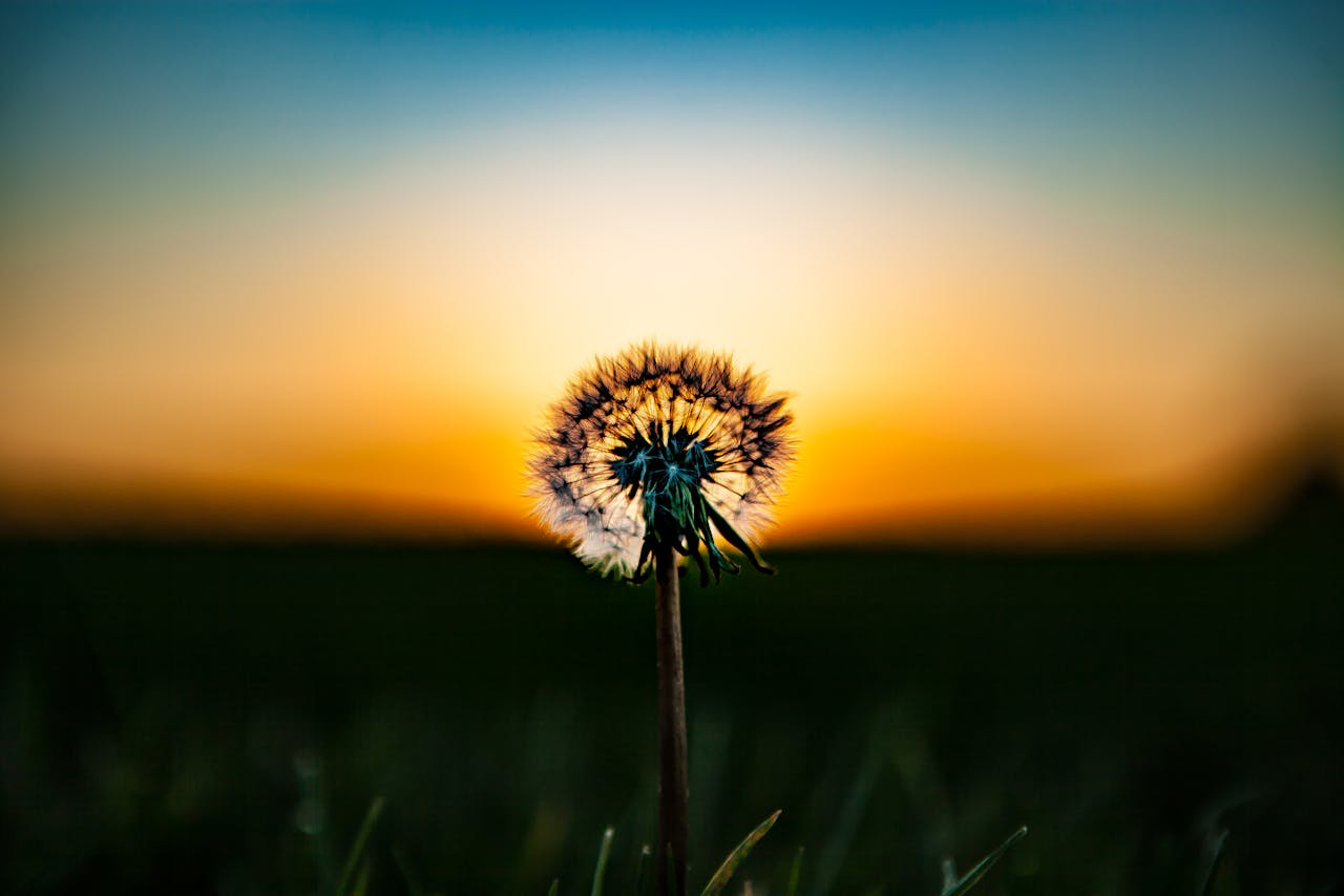 Beautiful dandelion against sunset backdrop.